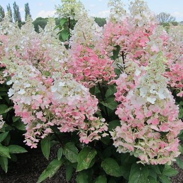 Hydrangea paniculata CANDLELIGHT