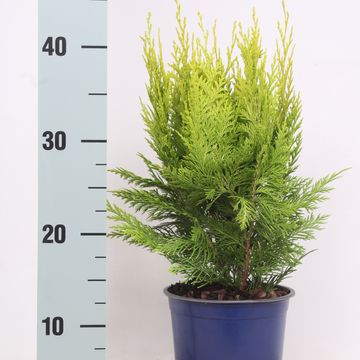 Chamaecyparis lawsoniana 'Ivonne'