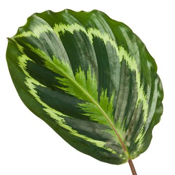 Calathea 'Medallion'