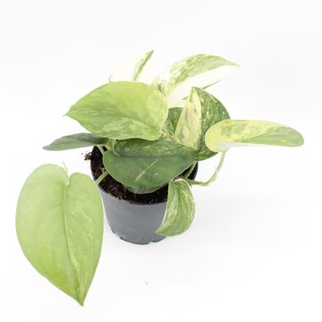 Scindapsus 'Jade Satin'