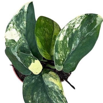 Scindapsus 'Jade Satin Aurea'