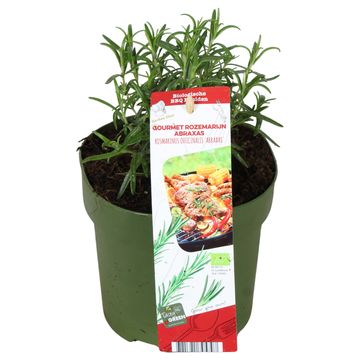 Rosmarinus officinalis 'Abraxas'