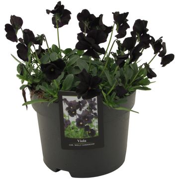 Viola 'Molly Sanderson'