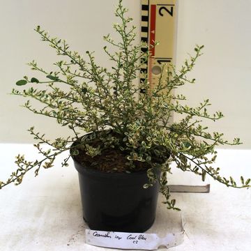 Ceanothus impressus 'Cool Blue'