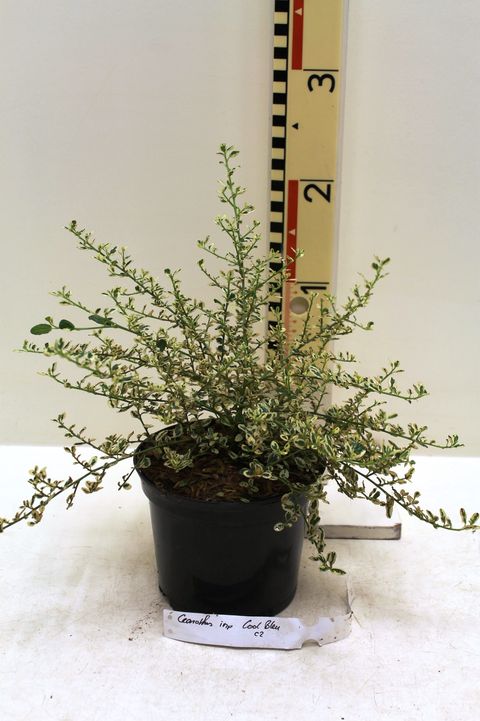 Ceanothus impressus 'Cool Blue'