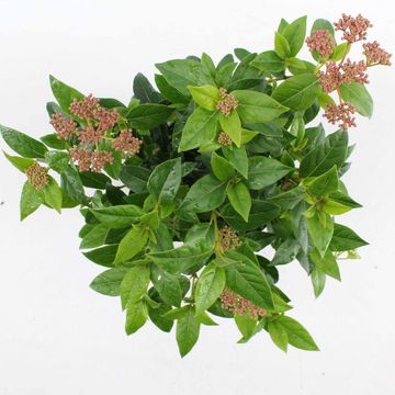 Viburnum tinus
