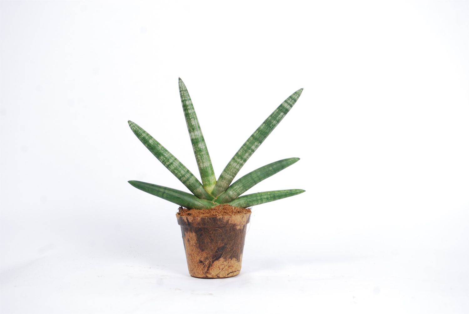 Sansevieria Cylindrica Skyline — Bitkiler Toptan Satış Floraccess 