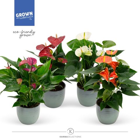 Anthurium MIX