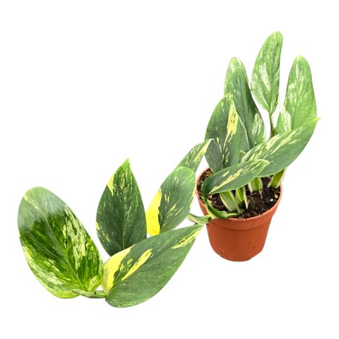 Monstera standleyana 'Variegata'