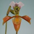 Paphiopedilum gratrixianum