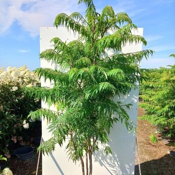 Rhus typhina 'Dissecta'