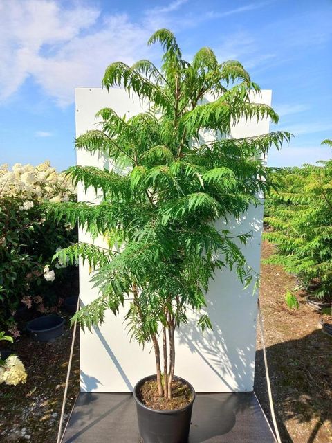 Rhus typhina 'Dissecta'