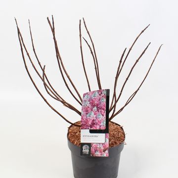 Hydrangea paniculata MAGICAL VESUVIO