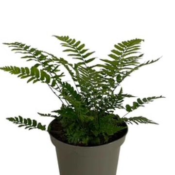 Dryopteris cycadina