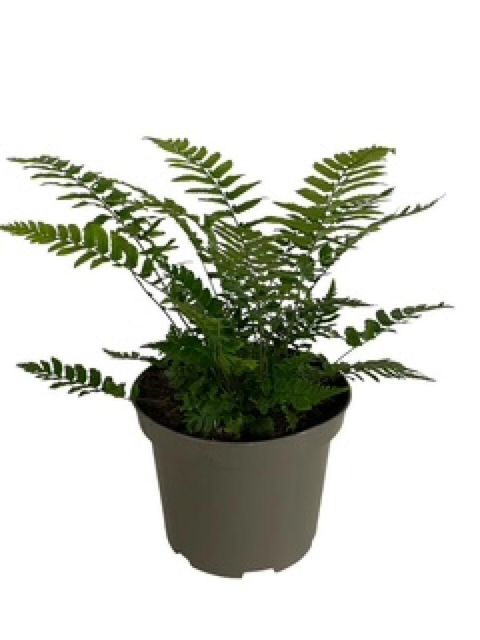 Dryopteris cycadina