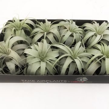 Tillandsia xerographica