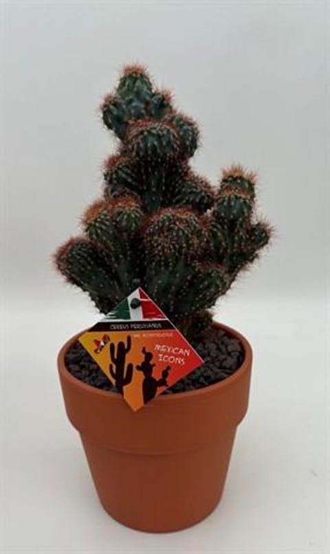 Cereus peruvianus monstruosus f. rubra