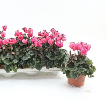 Cyclamen persicum 'Metis Clochette Salmon'