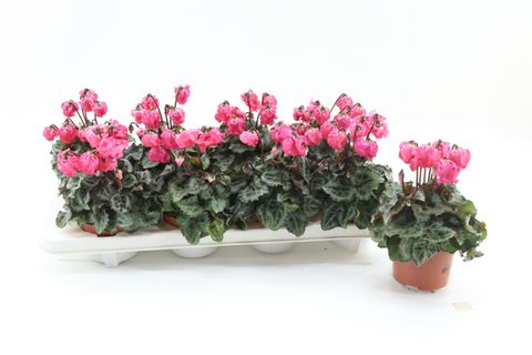 Cyclamen persicum 'Metis Clochette Salmon'