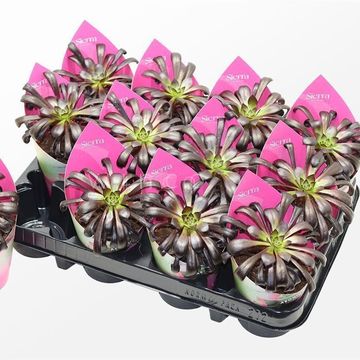 Aeonium arboreum 'Zwartkop'