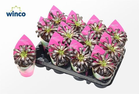 Aeonium arboreum 'Zwartkop'