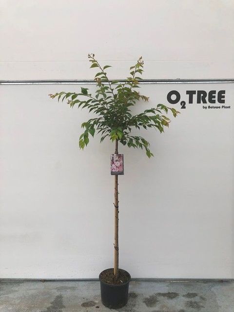 Prunus x subhirtella 'Autumnalis Rosea'