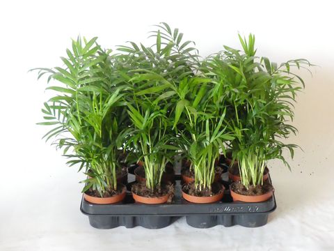 Chamaedorea elegans