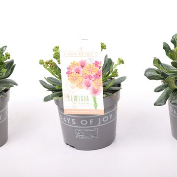 Lewisia cotyledon MOUNTAIN DREAMS MIX