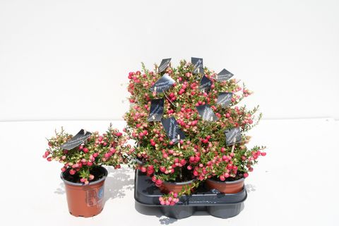 Gaultheria mucronata