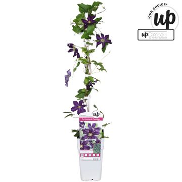 Clematis 'Romantika' (LL)