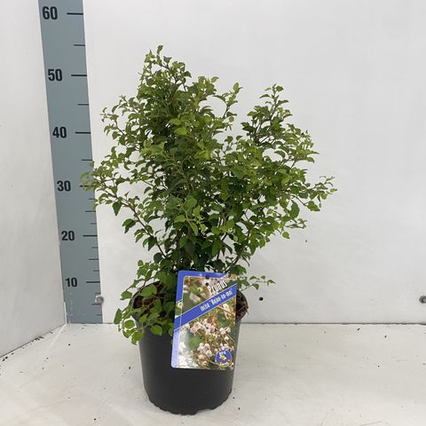 Prunus incisa 'Kojou-no-mai'