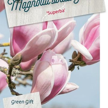 Magnolia x soulangeana 'Superba'