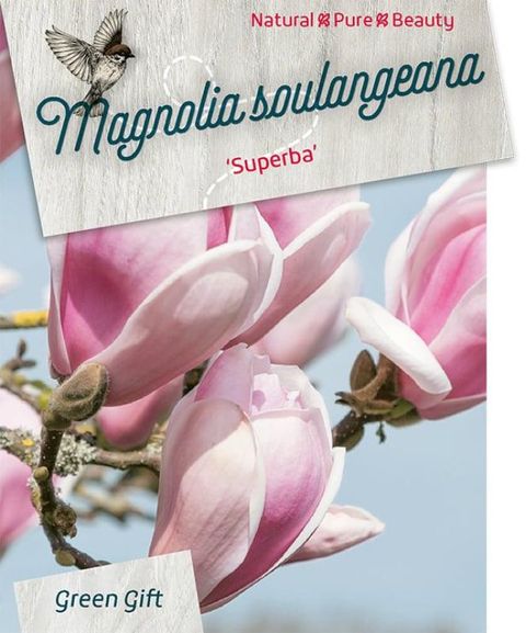 Magnolia x soulangeana 'Superba'