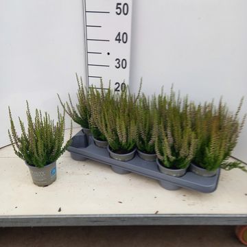 Calluna vulgaris BEAUTY LADIES MICHELLE