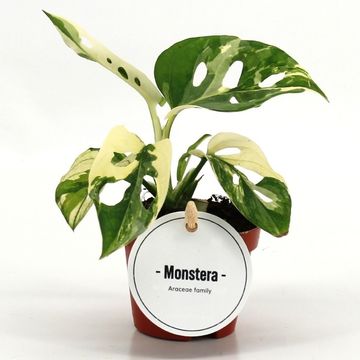 Monstera adansonii 'Variegata'