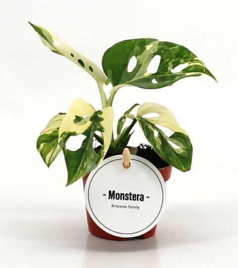 Monstera adansonii 'Variegata'