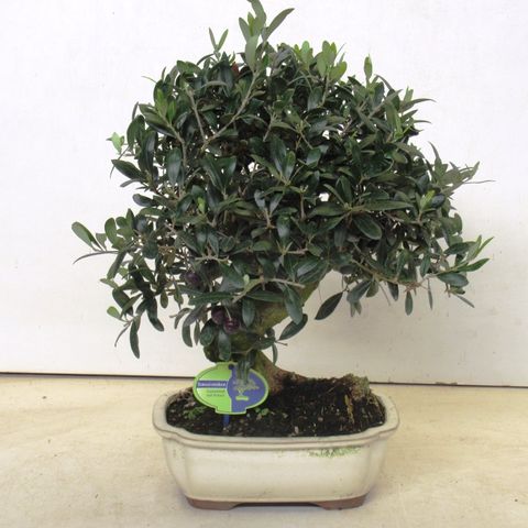 Olea europaea