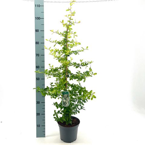 Pyracantha 'Golden Paradise'