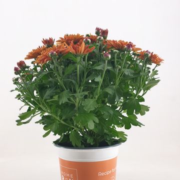 Chrysanthemum HOMERUN ORANGE