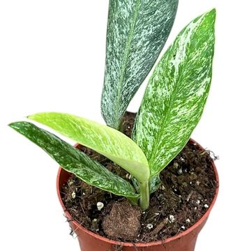 Rhaphidophora elliptica 'Mint'