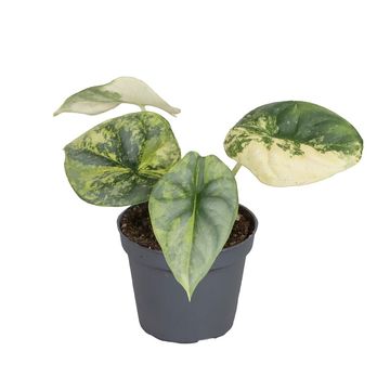 Alocasia 'Silver Dragon Variegata'