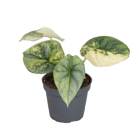 Alocasia 'Silver Dragon Variegata'