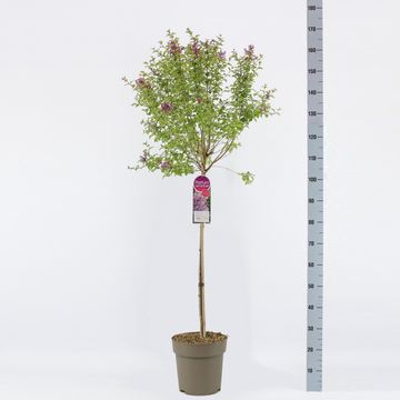 Syringa SUGAR PLUM FAIRY