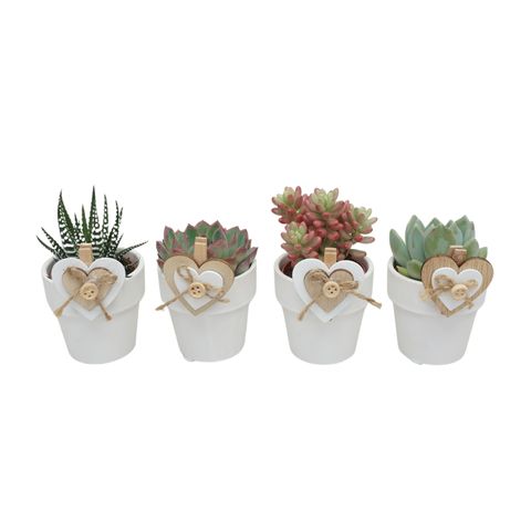 Succulents MIX IN POT