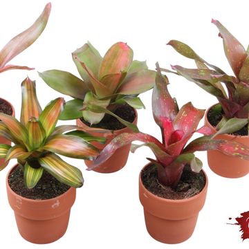 Neoregelia MIX