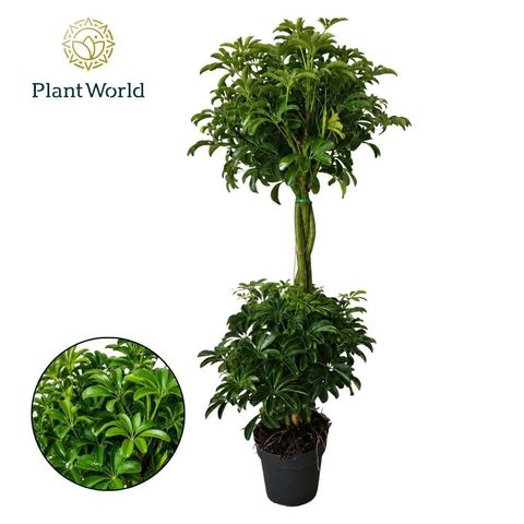 Schefflera arboricola 'Luseana'