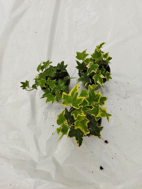 Hedera helix MIX