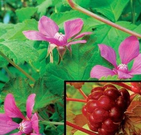Rubus arcticus stellarcticus 'Sofia'