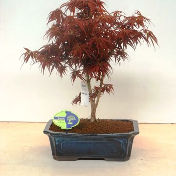 Acer palmatum 'Shaina'