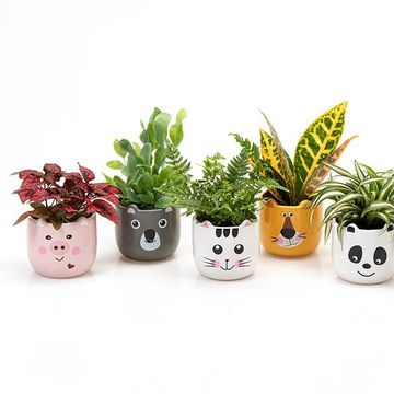 Φυτά εσωτερικού χώρου MIX